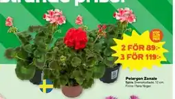 Stora Coop Pelargon Zonale erbjuda
