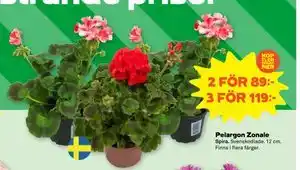 Stora Coop Pelargon Zonale erbjuda