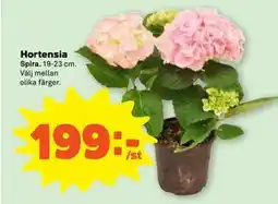 Stora Coop Hortensia erbjuda