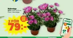 Stora Coop Stjärnöga erbjuda