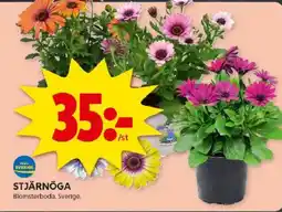 ICA Kvantum Stjärnöga erbjuda