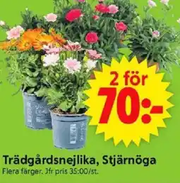 ICA Supermarket Trädgårdsnejlika, stjärnöga erbjuda