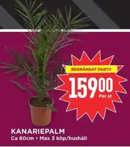 Willys Kanariepalm erbjuda