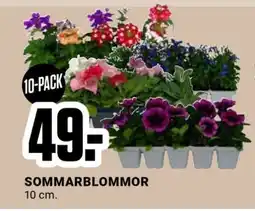 ÖoB Sommarblommor erbjuda