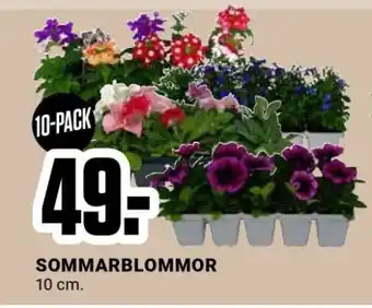 ÖoB Sommarblommor erbjuda