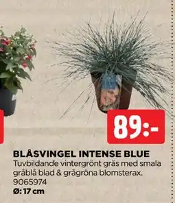 Jem&Fix BLÅSVINGEL INTENSE BLUE erbjuda