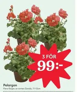 Hemköp Pelargon erbjuda