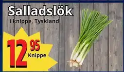 Supergrossen Salladslök erbjuda