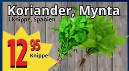 Supergrossen Koriander, Mynta erbjuda