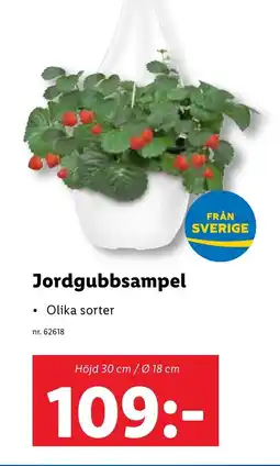 Lidl Jordgubbsampel erbjuda