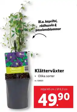 Lidl Klätterväxter erbjuda