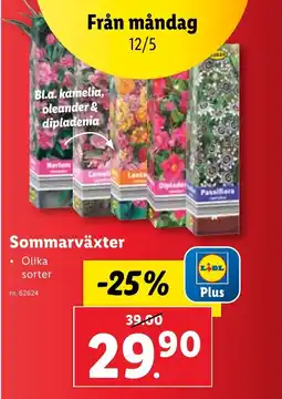 Lidl Sommarväxter erbjuda