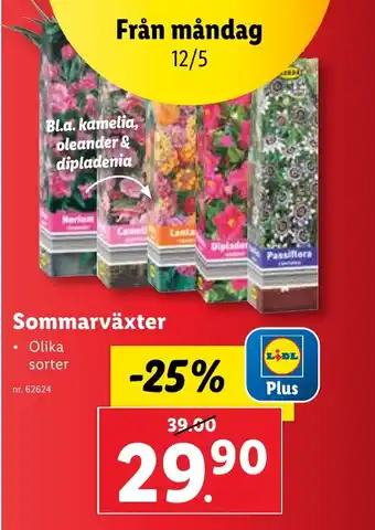 Lidl Sommarväxter erbjuda