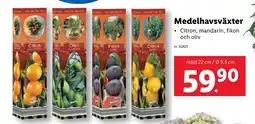 Lidl Medelhavsväxter erbjuda