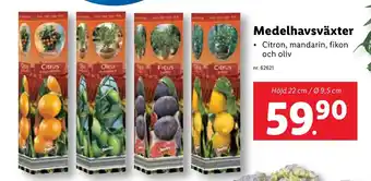 Lidl Medelhavsväxter erbjuda