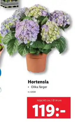 Lidl Hortensia Olika färger erbjuda