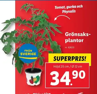 Lidl Grönsaks- plantor erbjuda