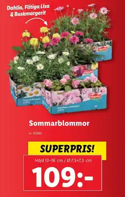 Lidl Sommarblommor erbjuda
