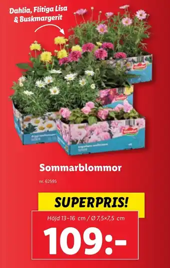 Lidl Sommarblommor erbjuda