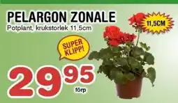 Nya Pulsen PELARGON ZONALE erbjuda