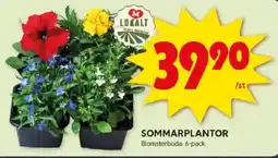 ICA Kvantum Sommarplantor erbjuda