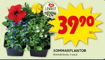ICA Kvantum Sommarplantor erbjuda