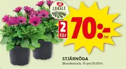 ICA Kvantum Stjärnöga erbjuda