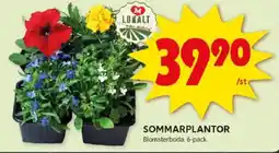 ICA Kvantum Sommarplantor erbjuda