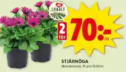ICA Kvantum Stjärnöga erbjuda
