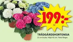 ICA Kvantum Trädgårdshortensia erbjuda