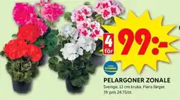 ICA Kvantum Pelargoner zonale erbjuda