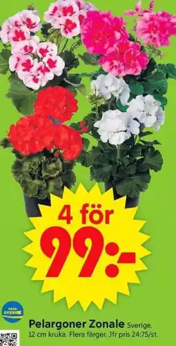 ICA Supermarket Pelargoner zonale erbjuda