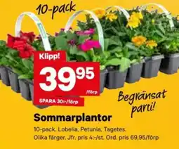 City Gross Sommarplantor erbjuda