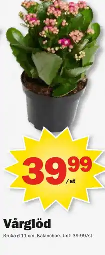 Pekås Vårglöd erbjuda