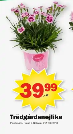 Pekås Trädgårdsnejlika erbjuda