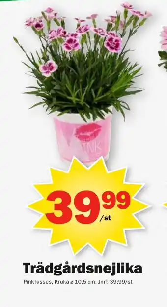 Pekås Trädgårdsnejlika erbjuda