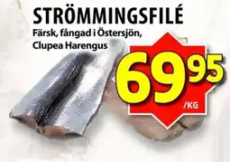 Matvärlden Tensta Strömmingsfilé erbjuda