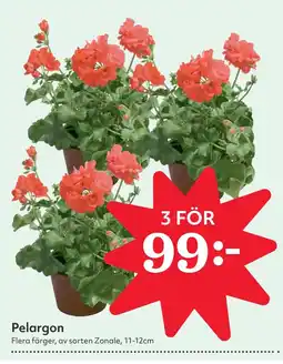 Östenssons Pelargon erbjuda