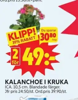 Ica Hajen Lagpris ICA Kalanchoe i kruka erbjuda