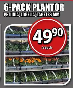 Extra Mjällby Stormarknad 6-pack plantor erbjuda
