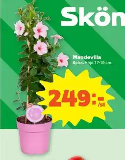 Stora Coop Mandevilla erbjuda