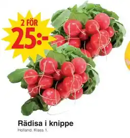 Matöppet Rädisa i knippe erbjuda
