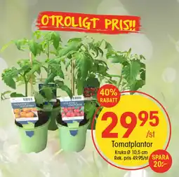 EKO Tomatplantor erbjuda