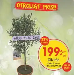 EKO Olivträd erbjuda