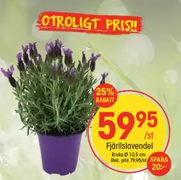 EKO Fjärilslavendel erbjuda