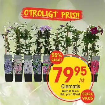 EKO Clematis erbjuda