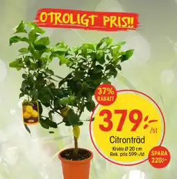 EKO Citronträd erbjuda