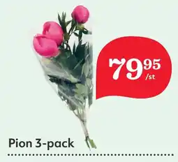 Östenssons Pion 3-pack erbjuda