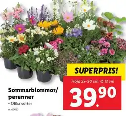 Lidl Sommarblommor/perenner erbjuda