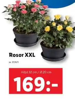 Lidl Rosor XXL erbjuda